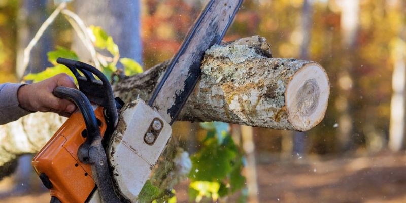 Tree Cutting & Large Tree Removal