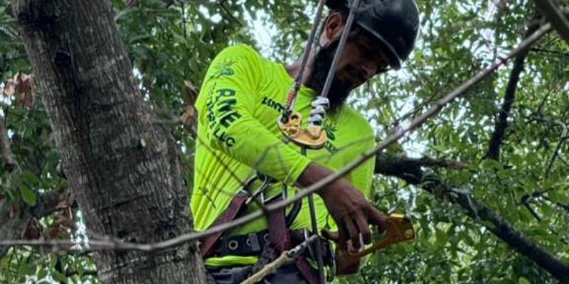 Tree Trimming Services