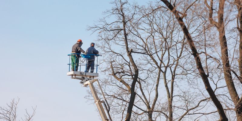 Crown Reduction View Enhancement