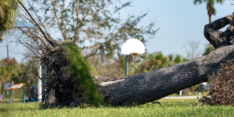 Fallen Tree Removal Services