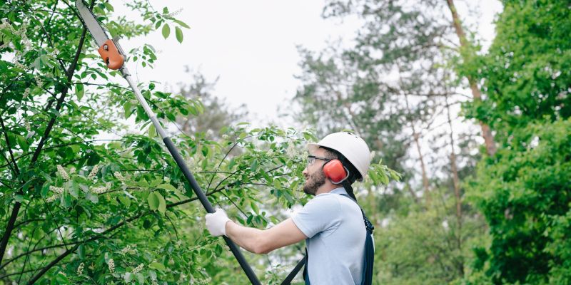 Seasonal Trimming Pruning Services