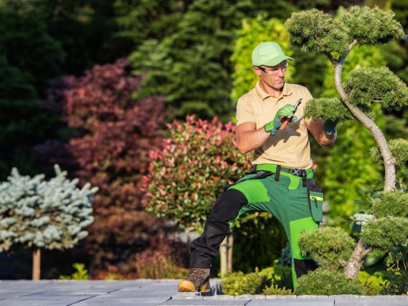 Enjoy The Benefits Of Professional Tree Care