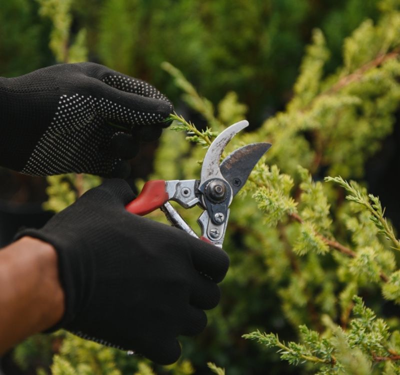 Signs You Need Professional Tree Care