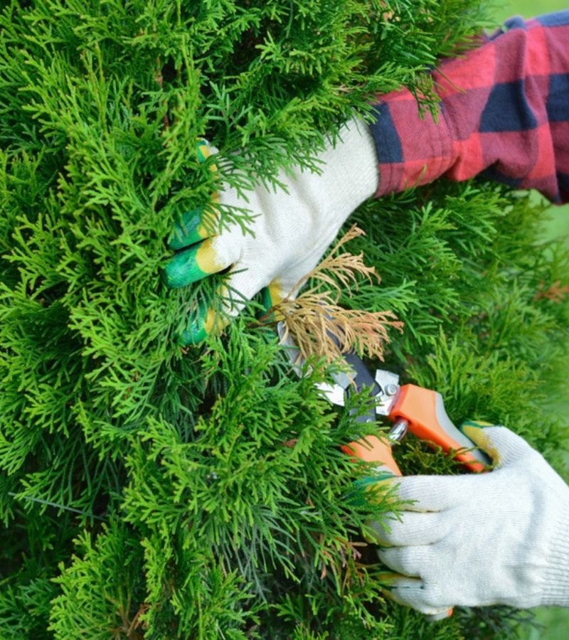 Tree Care Tips For Property Owners In Goose Creek Sc