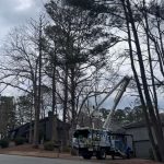 Best Tree Service Sc