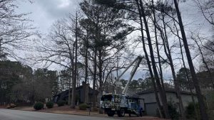 Best Tree Service Sc