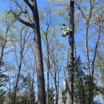 Climbing Tree Service Sc