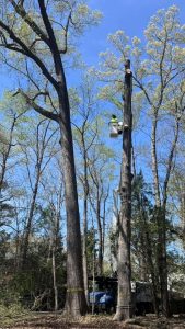 Climbing Tree Service Sc
