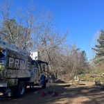 Expert Tree Arborist Prime Tree Expert Sc