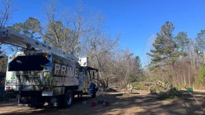 Expert Tree Arborist Prime Tree Expert Sc