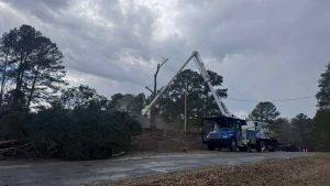 Landclearing Service Prime Tree Expert Sc