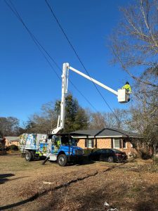 Prime Tree Service Sc