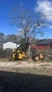 Stump Removal Service Sc