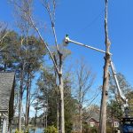 Tree Remova Sc