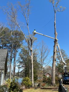 Tree Remova Sc