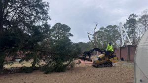 Tree Removal Sc