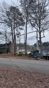 Tree Trimming Sc
