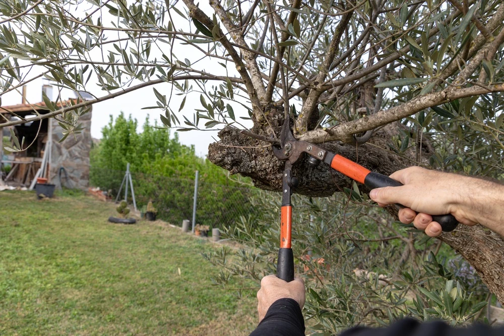 Avoid Heavy Pruning During Peak Summer Heat