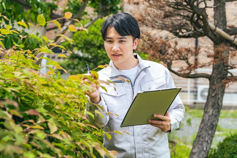 Inspect Trees After Every Summer Storm