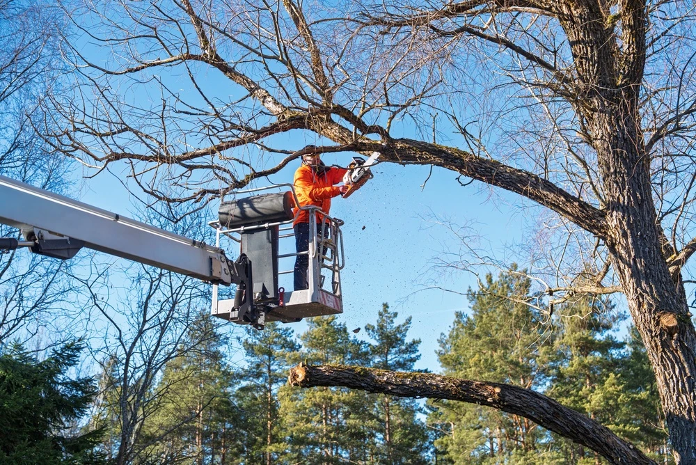Schedule A Professional Tree Health Assessment